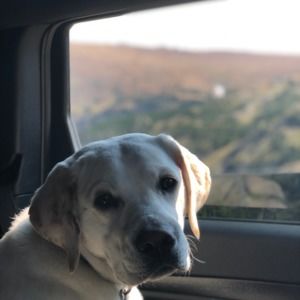 Meet your Posher, Robert